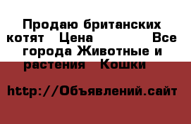 Продаю британских котят › Цена ­ 30 000 - Все города Животные и растения » Кошки   